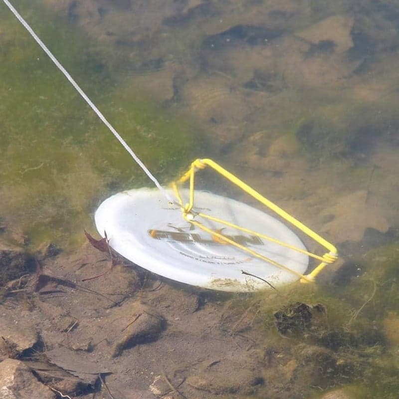 Golden Retriever (The Original) - Unopened